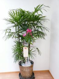 おまかせ観葉植物
10号 1.5万円 (インテリア籠付き) 