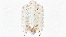 胡蝶蘭大輪白3本立て
デラックス プラス 