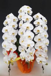 胡蝶蘭大輪白3本立て
スーペリア 