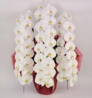 胡蝶蘭大輪白3本立て
デラックス