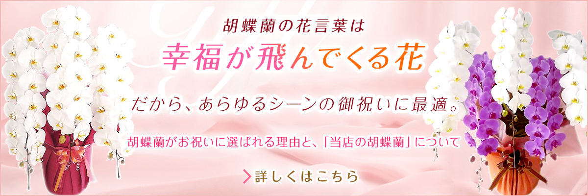 胡蝶蘭の花言葉は幸福が飛んでくる花　だから、あらゆるシーンの御祝に最適。