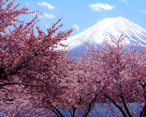 世界の国花*･゜ﾟ･*:.｡..🌼　サクラ(桜)