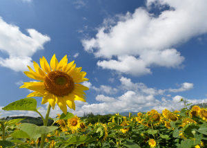 世界の国花*･゜ﾟ･*:.｡..｡.:*･🌼「ヒマワリ」