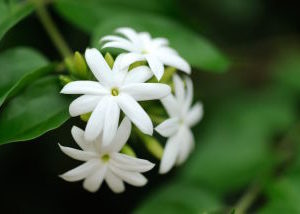 世界の国花*･゜ﾟ･*:.｡..｡🌼「マツリカ」