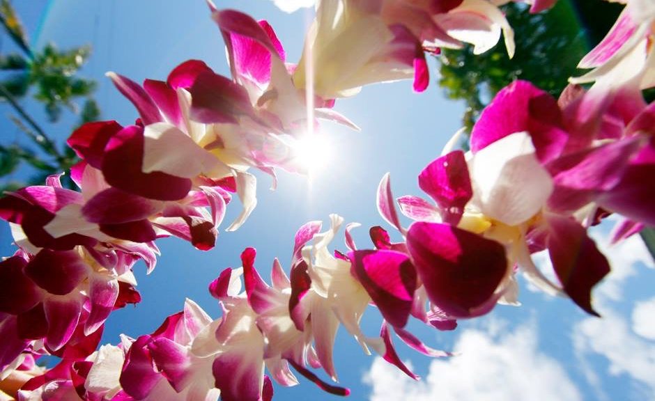 ハワイと お花のレイ 胡蝶蘭通販専門店 ギフトフラワー