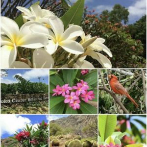 ハワイの植物園でプルメリア