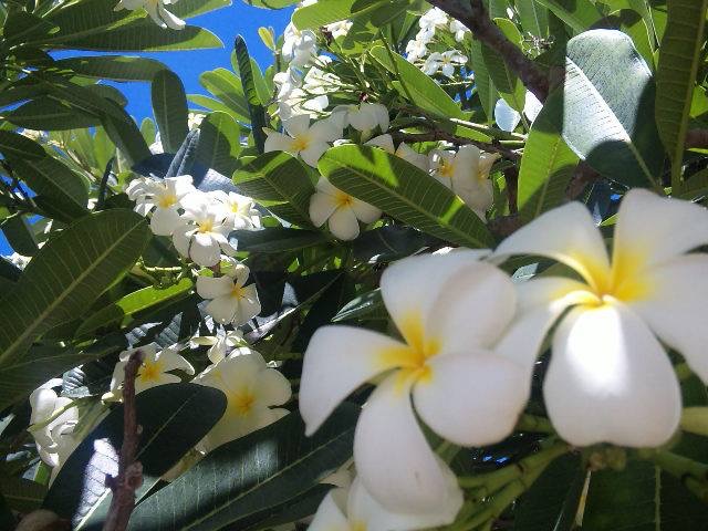 プルメリアの花言葉 胡蝶蘭通販専門店 ギフトフラワー