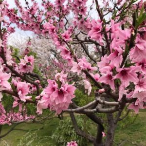 ここはでは桜の花と梅の花、桃の花が同時に咲いていてとても美しい