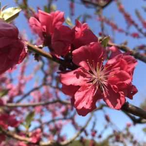 青空に梅の花が映えます