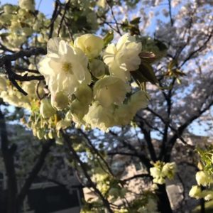 お散歩途中に出会った【希少な緑の桜】 御衣黄桜(ギョイコウザクラ)