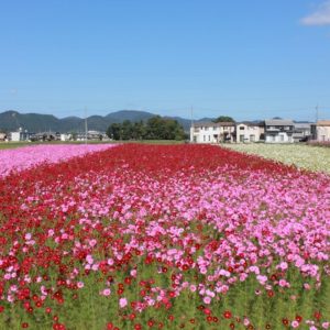 コスモス　秋桜