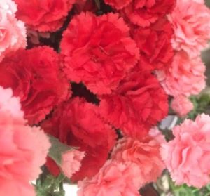 1月11日の誕生花は カーネーション ピンク 胡蝶蘭通販専門店 ギフトフラワー本店