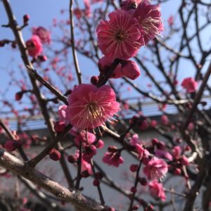 梅の花が咲き始めました