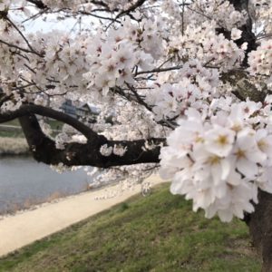京都白川の桜は、ほぼ満開