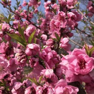 梅の花もそろそろ終わりですね。胡蝶蘭通販専門店「ギフトフラワー本店」