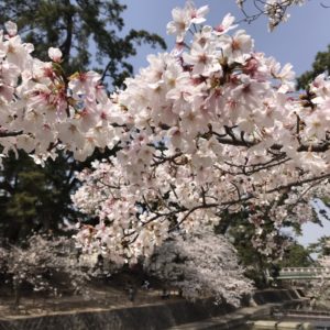 夙川の桜