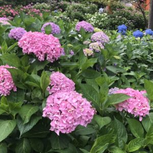 三室戸寺の紫陽花