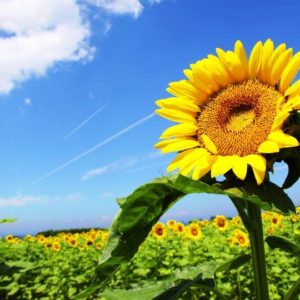 ひまわりというと、夏の花の印象がありますね