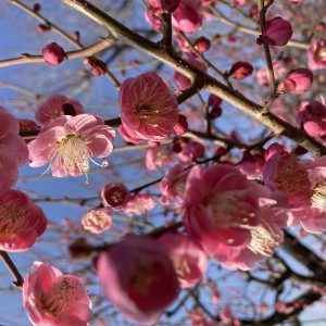 大阪城公園の梅林