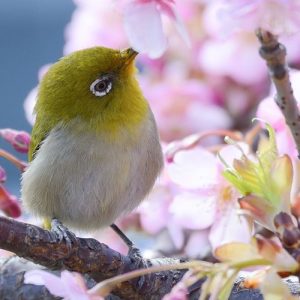 春の訪れを告げる梅の花