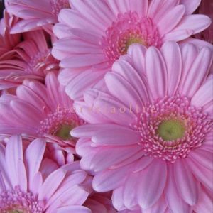 新たな幸せの花束: ピンクのガーベラ