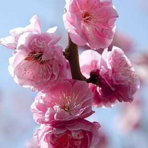 梅の花が美しい理由