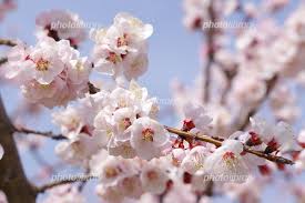 春の優美な使者：アンズの花の美しさ
