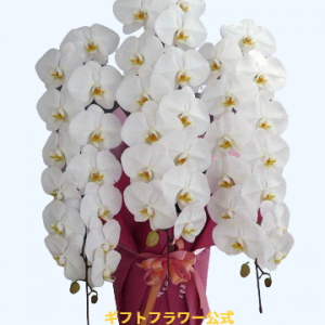 胡蝶蘭がお祝いの花として最適な理由