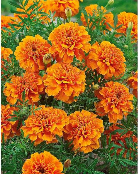 天然マリーゴールドの花種大量１万粒パック＋選べる粗品プレゼント。匿名送料無料 天然マリーゴールドの花種大量1万粒パック＋選べる粗品