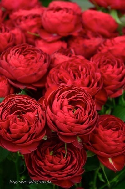 3692 外国切手 イギリス 1976年 バラの花 薔薇 4種完 バラの花 イギリス 1976年 外国切手4種 未使用【薔薇 古切手素材