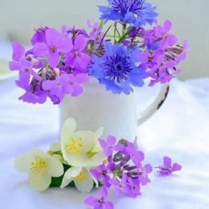 1/6の花・すみれ  〜静かに想う恋が、いちばん強いと知った日〜