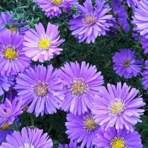 春の終わりに咲く、アスターの記憶