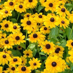 朝の光に咲くルドベキア ― 心を照らす小さな太陽