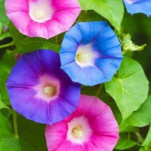 朝顔が咲くたびに、あなたを思い出す