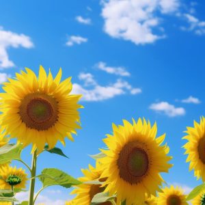 太陽を追いかける黄金の大輪！私たちが「ひまわり」に心惹かれる本当の理由