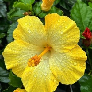ハイビスカスが咲く朝に、ふと思い出した夏